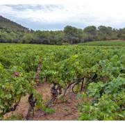 Mildiou et Oïdium dans le Var, une solution de biocontrôle pour protéger la vigne