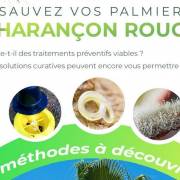 Solutions de lutte contre le Charançon Rouge - Biocontrôle et OAD